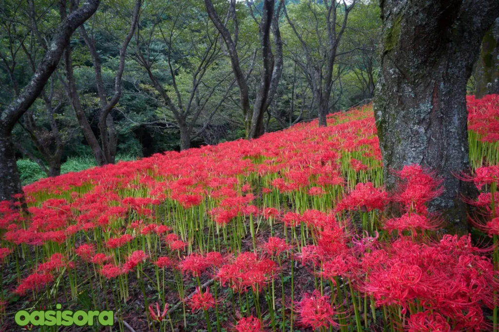 spider-lilies-in-Tohoku-Area.webp
