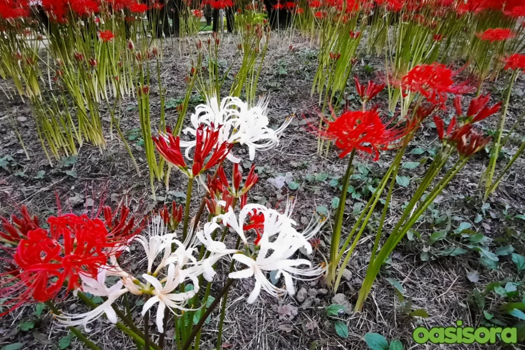 spider-lillies-in-Kansai-Area