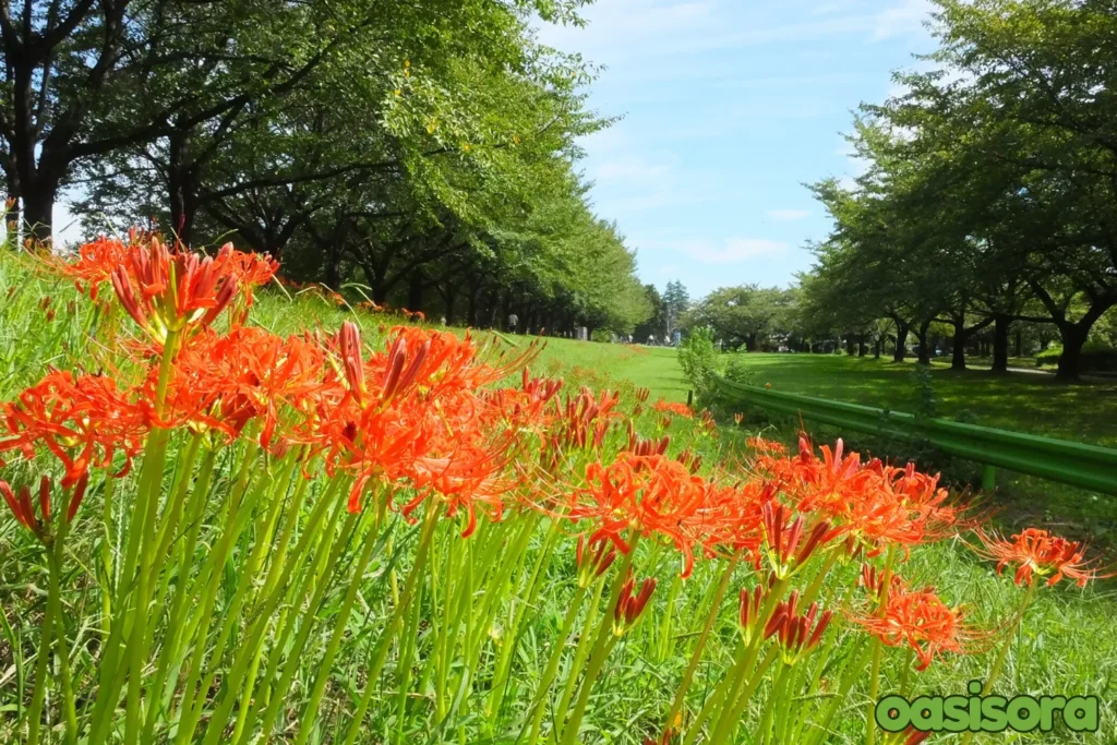 spider-lillies-in-Kawagoe-Aquatic-Park