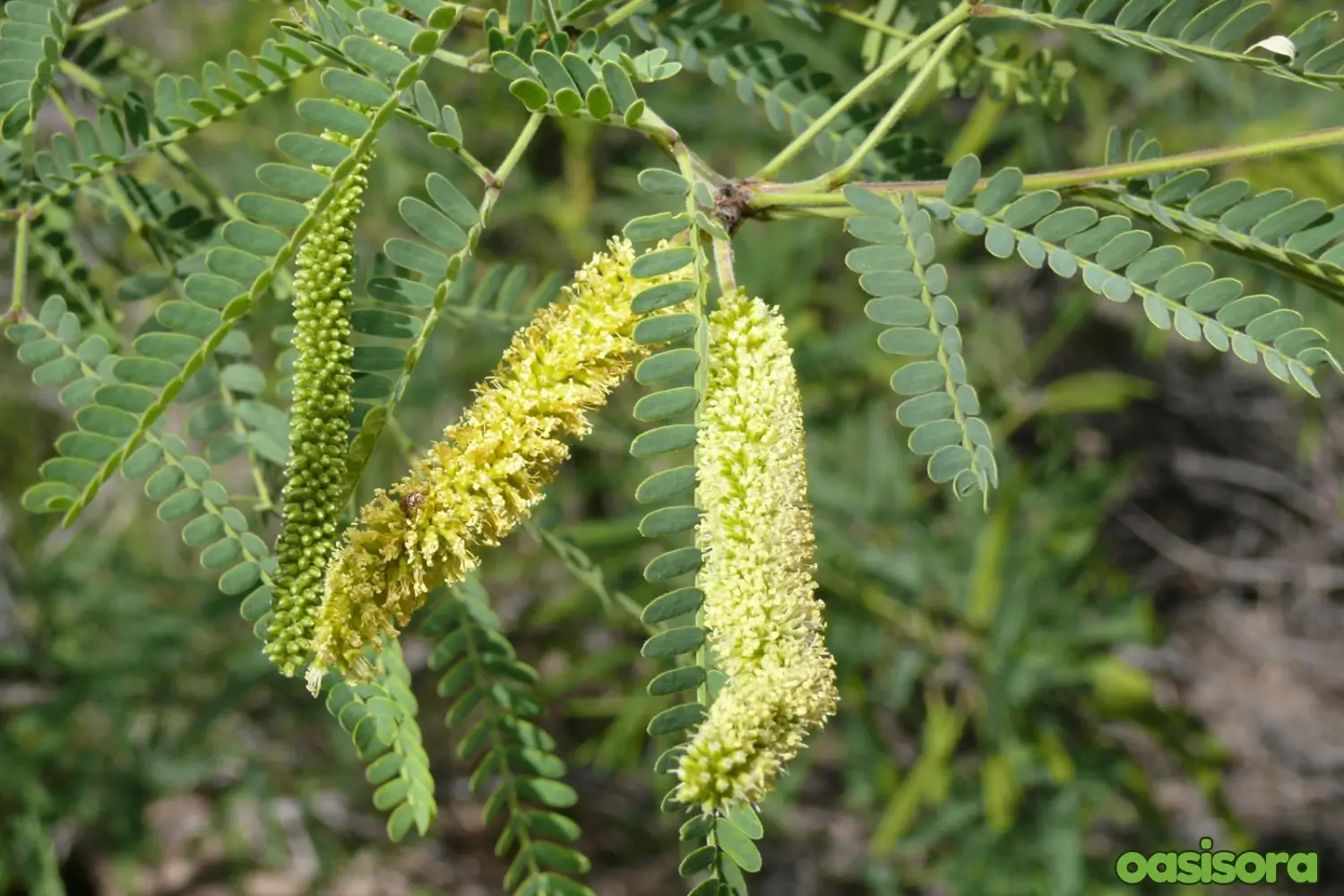 5 Simple Solutions To Frost Damage on Trees in Arizona 18 velvet-mesquite-tree