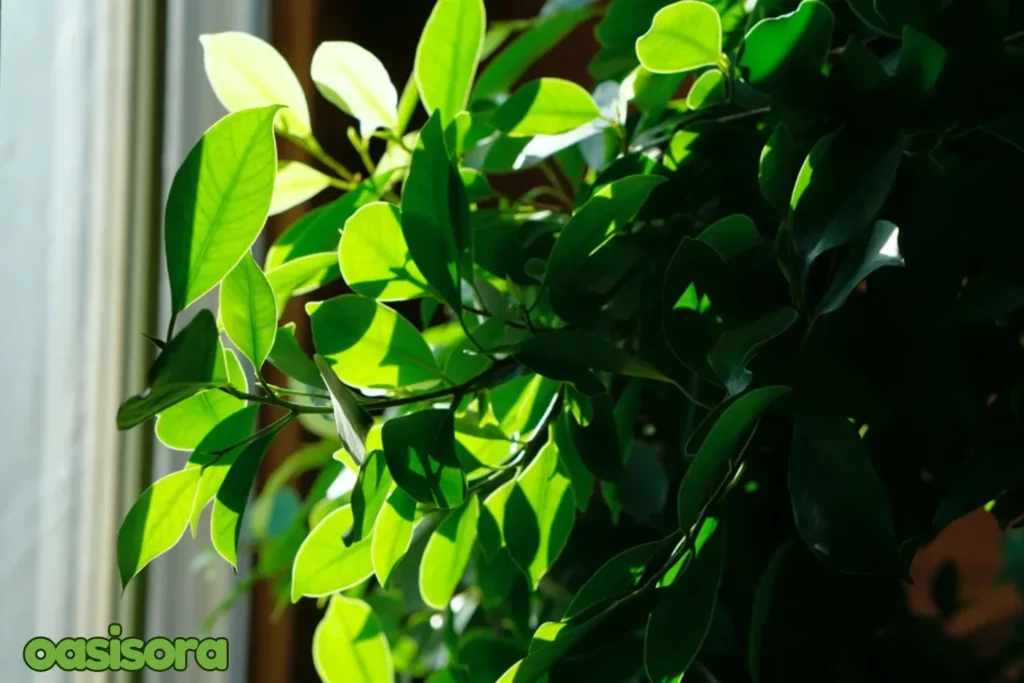 Best-Shade-Trees-for-Arizona