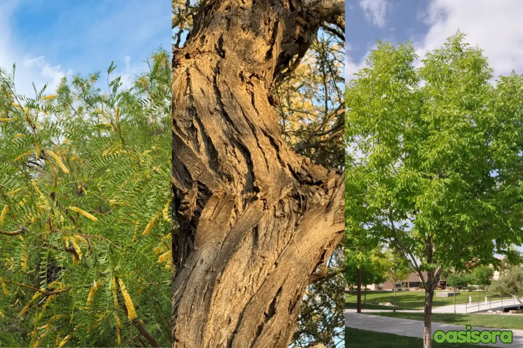Best-arizona-shade-trees