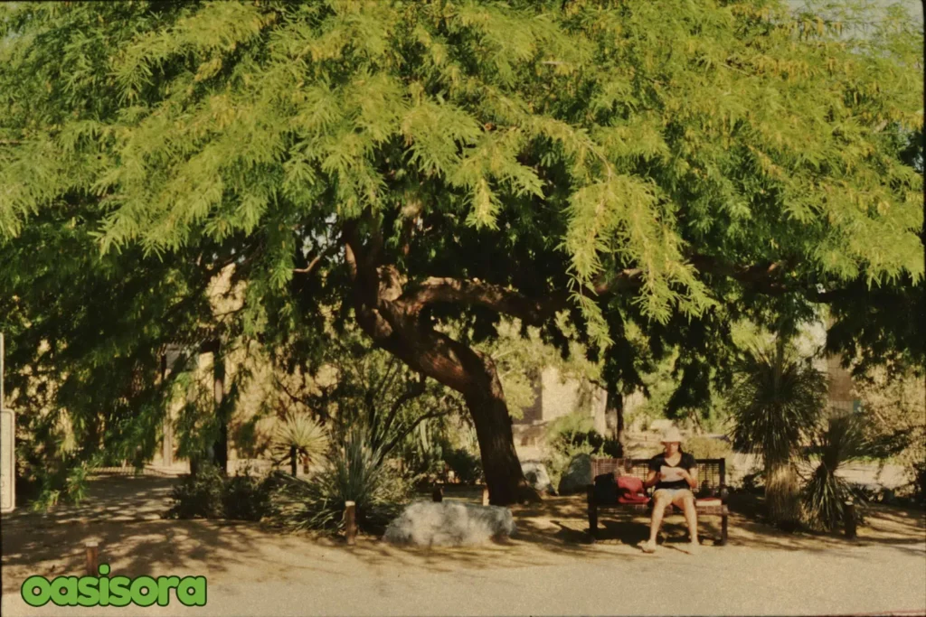 Chilean-Thornless-Mesquite-Prosopis-chilensis.