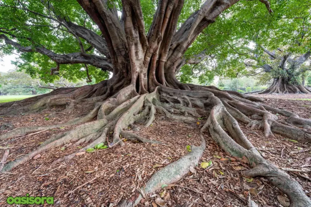 Dedicious shade trees