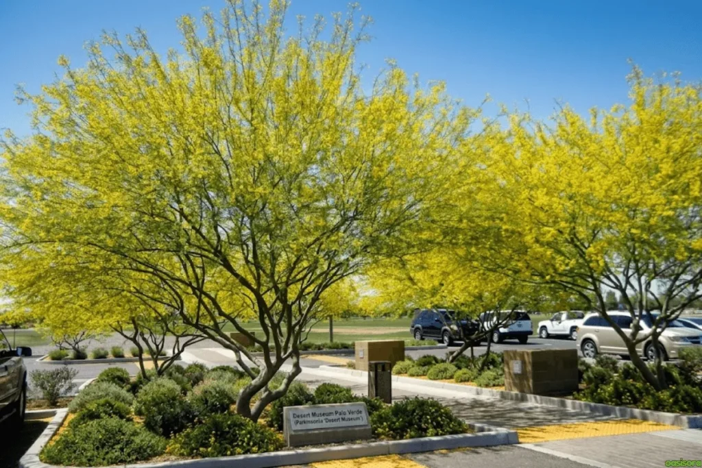 Desert-Museum-Palo-Verde