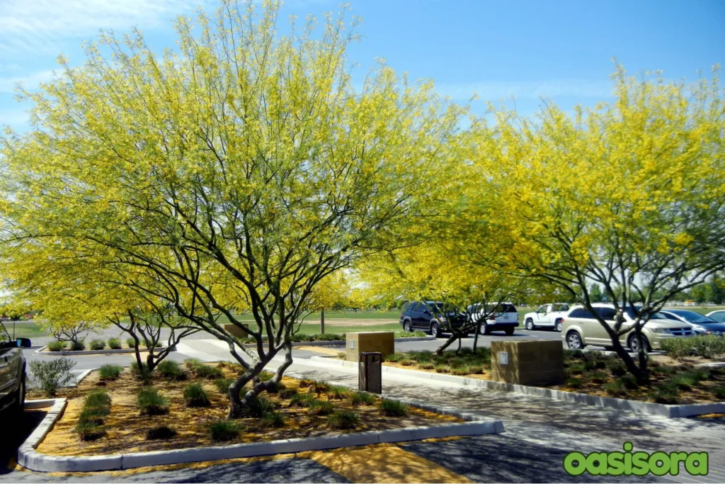 Desert-Museum-Palo-Verde-Parkinsonia-Desert-Museum.