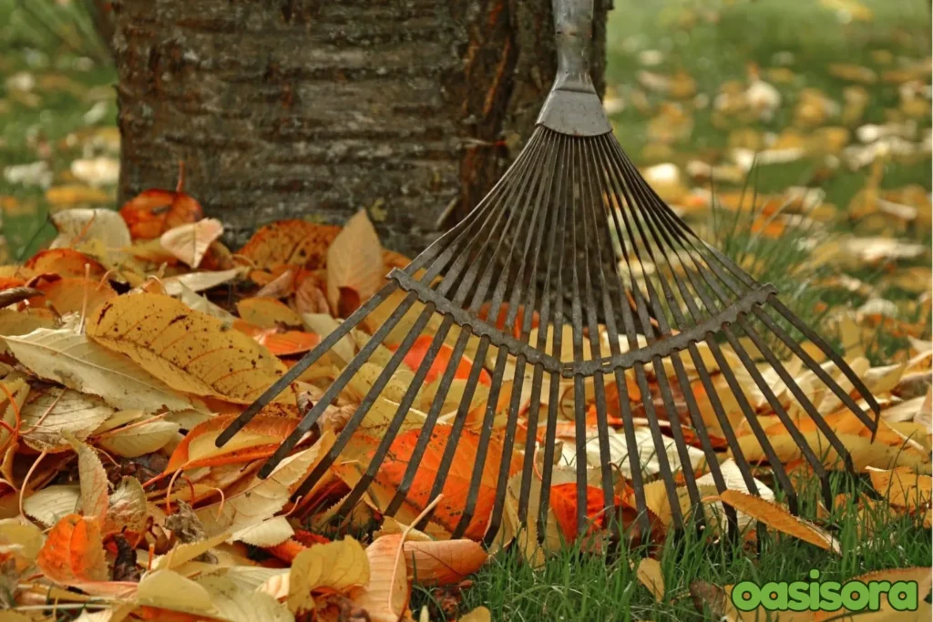 Fall-Clean-Up.webp
