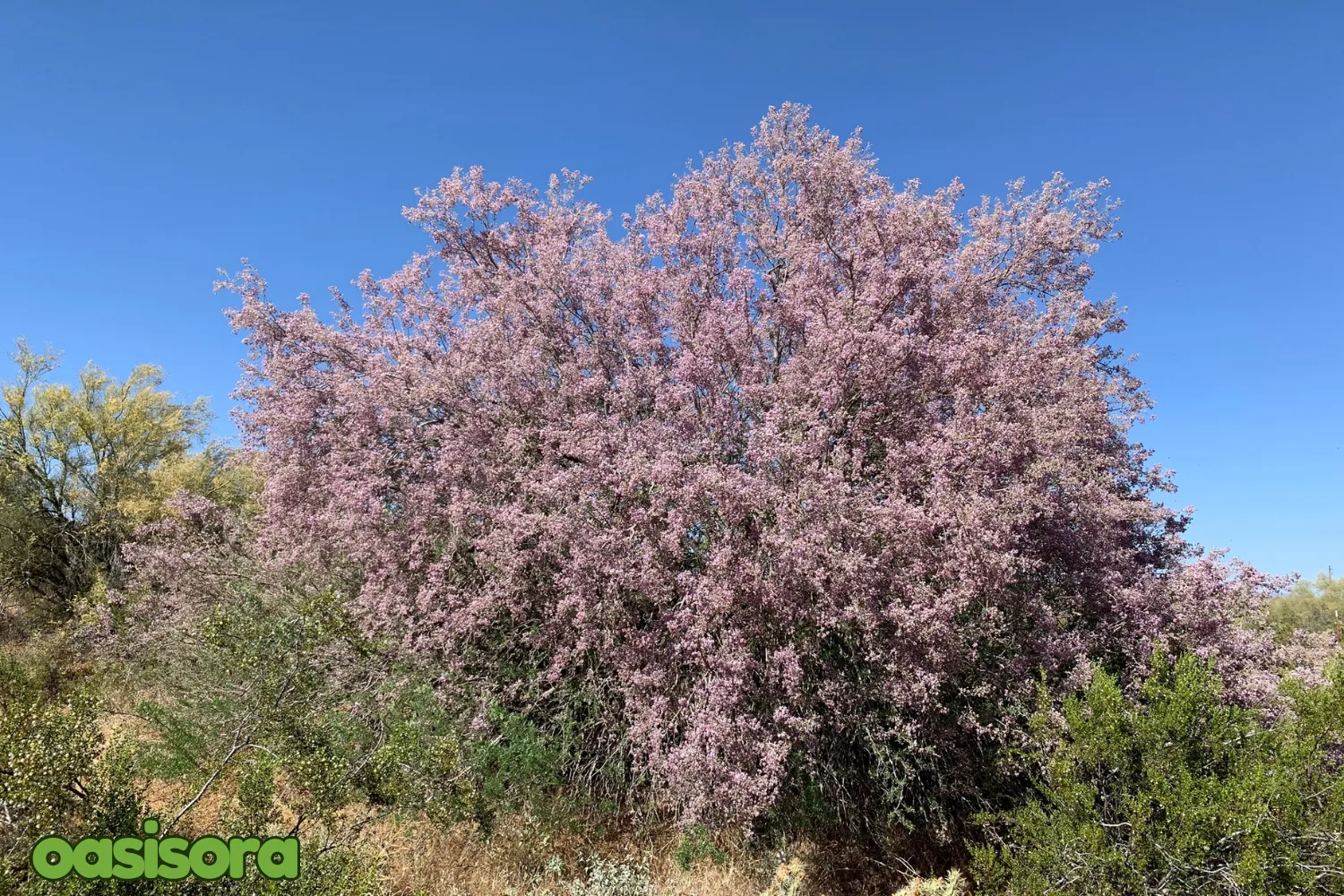 5 Simple Solutions To Frost Damage on Trees in Arizona 14 Ironwood-Olneya-tesota