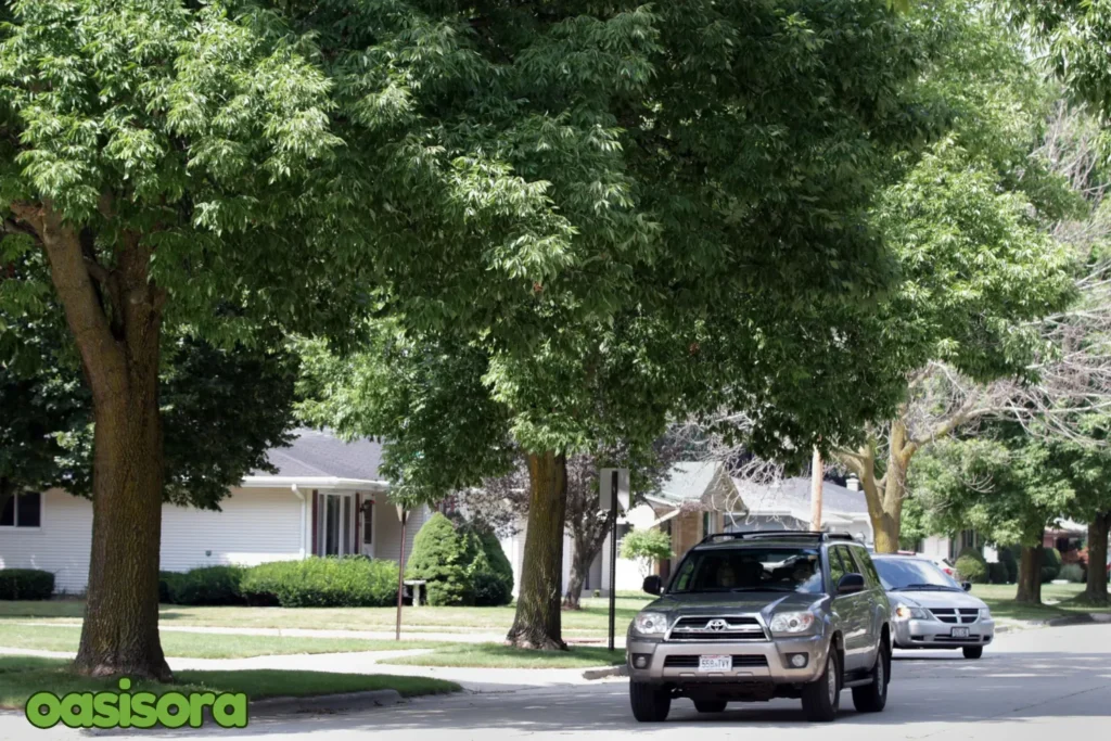 Majestic-Ash-Fraxinus-uhdei