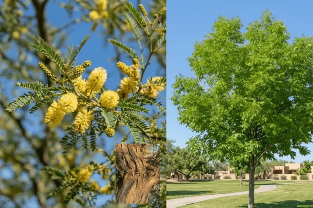 Native-Arizona-Shade-Trees