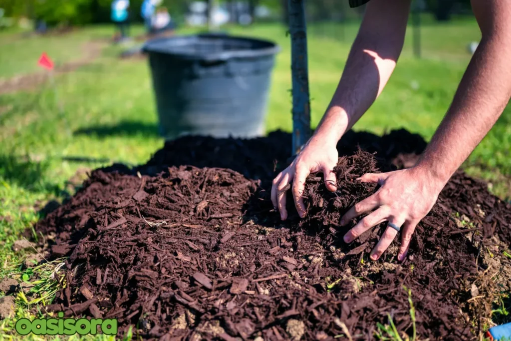 Proper-mulching-techniques.webp
