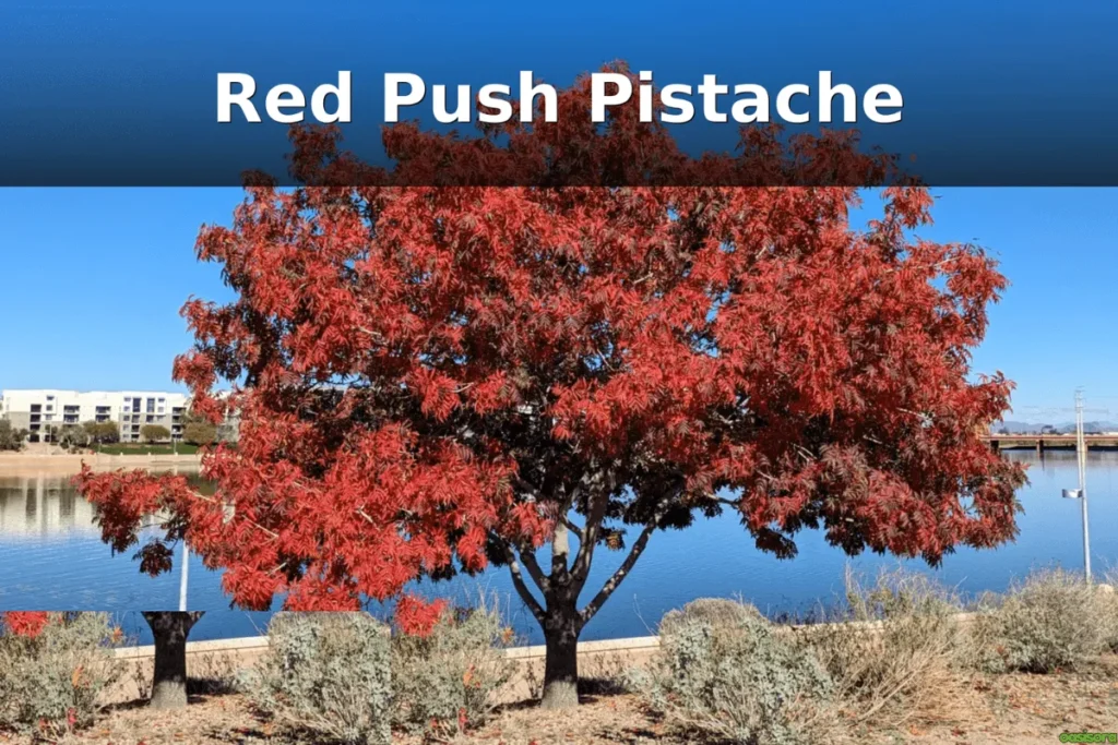 Red-Push-Pistache