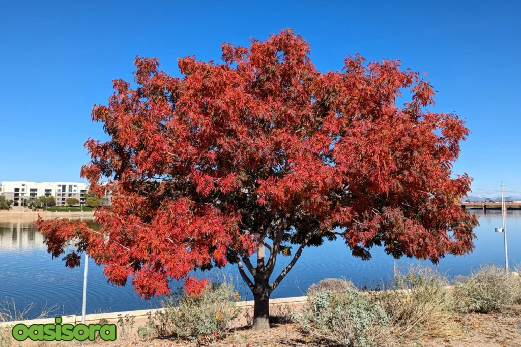 Red-Push-Pistache-Pistacia-chinensis