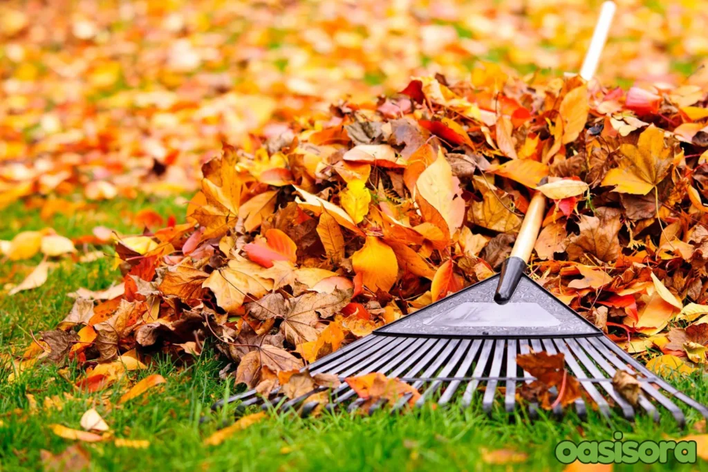 Seasonal-Yard-Clean-Ups-in-Spring-and-Fall.webp
