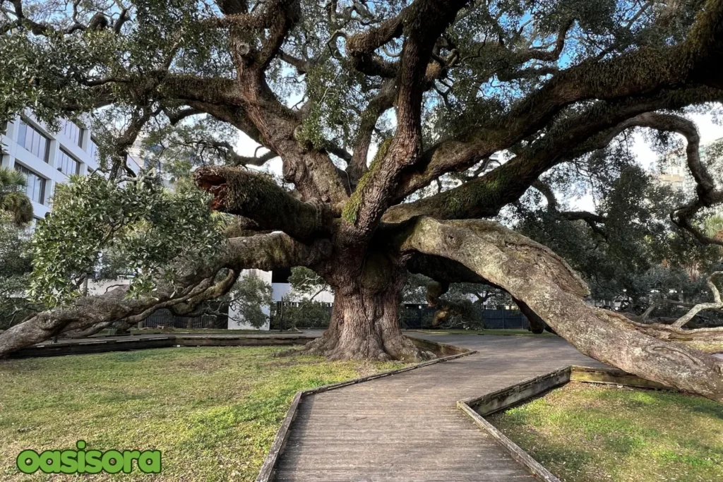 Southern-Live-Oak-Quercus-virginiana
