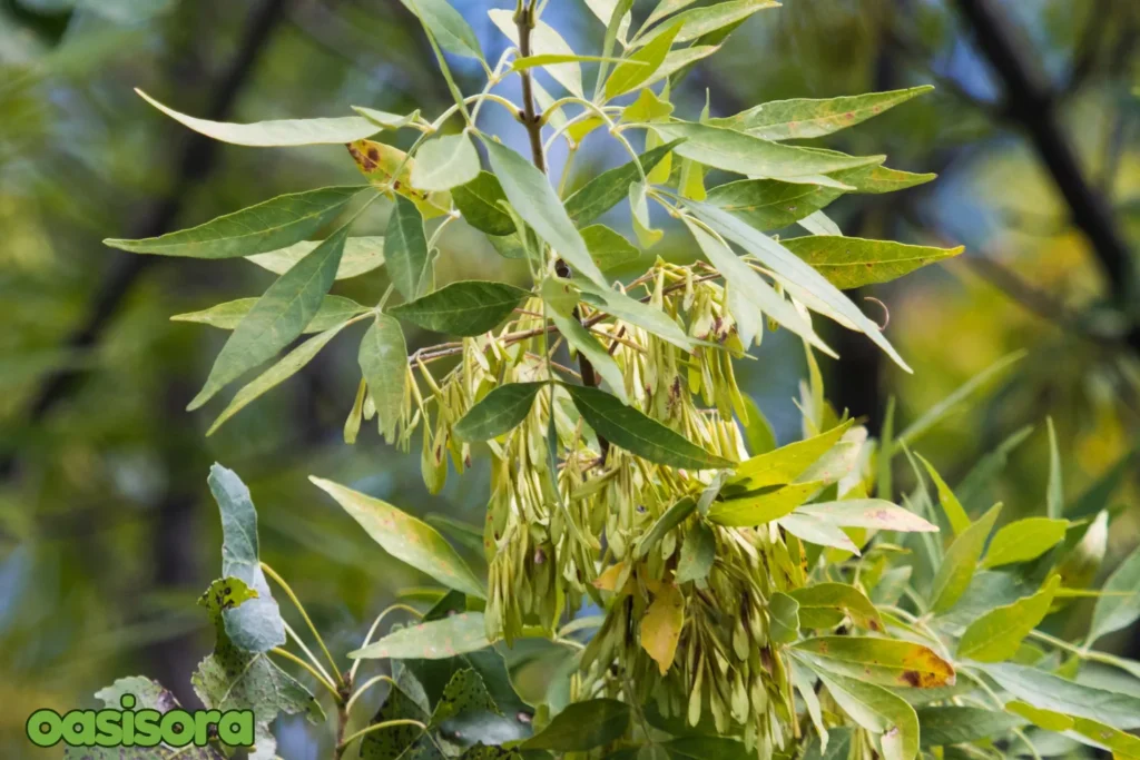 Velvet-Ash-Fraxinus-velutina