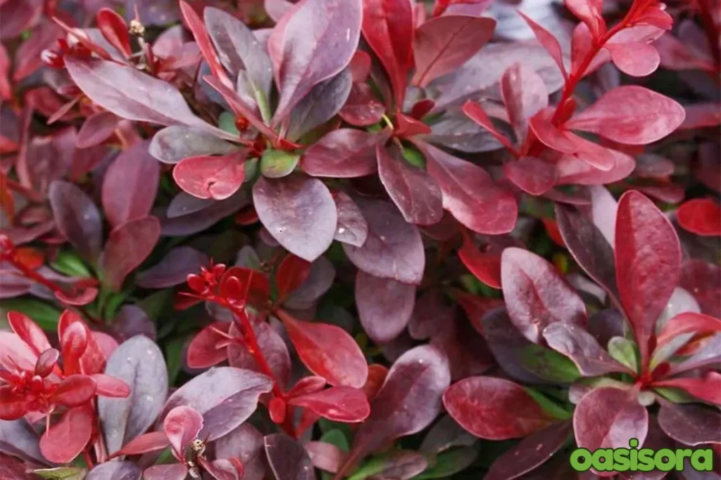 Berberis
