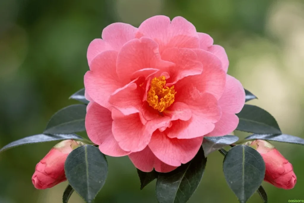 Camellia