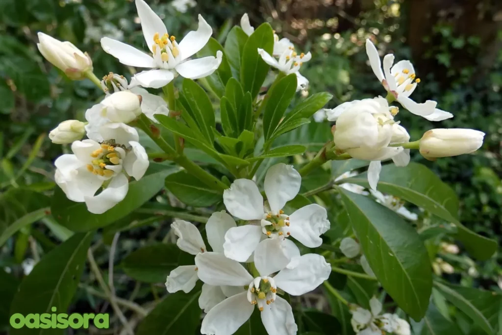 Choisya-Mexican-Orange