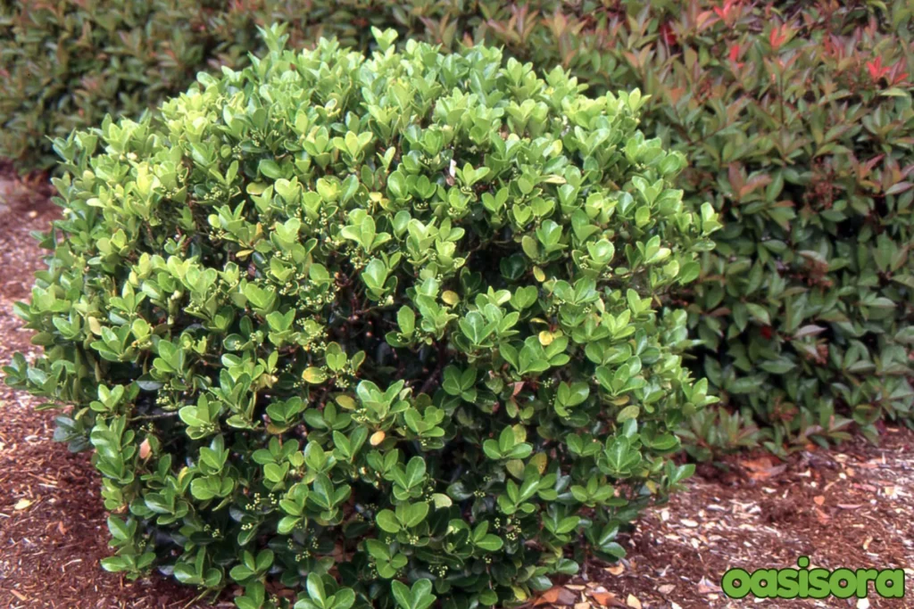 Euonymus-Japonicus