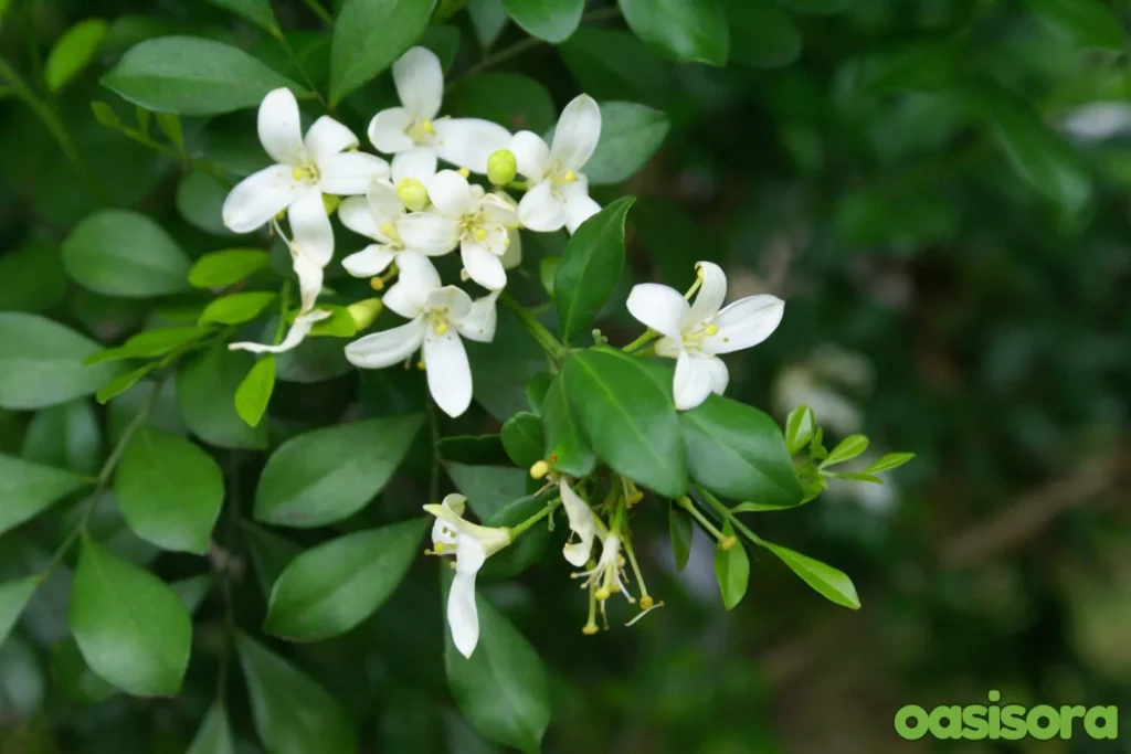 Murraya-Murraya-Paniculata