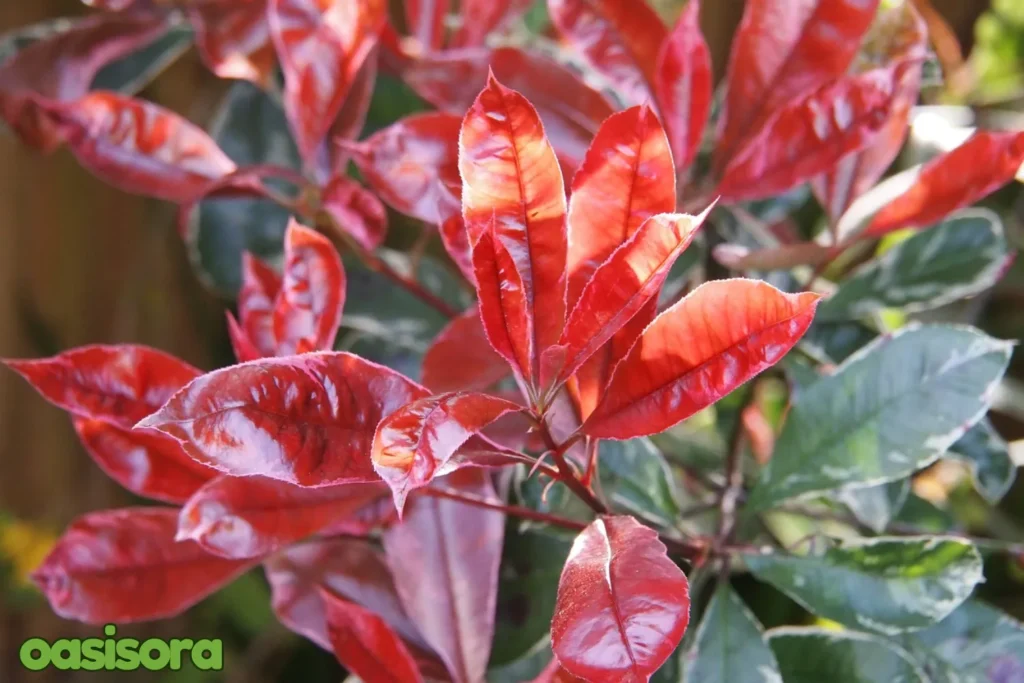 Photinia-Red-Robin