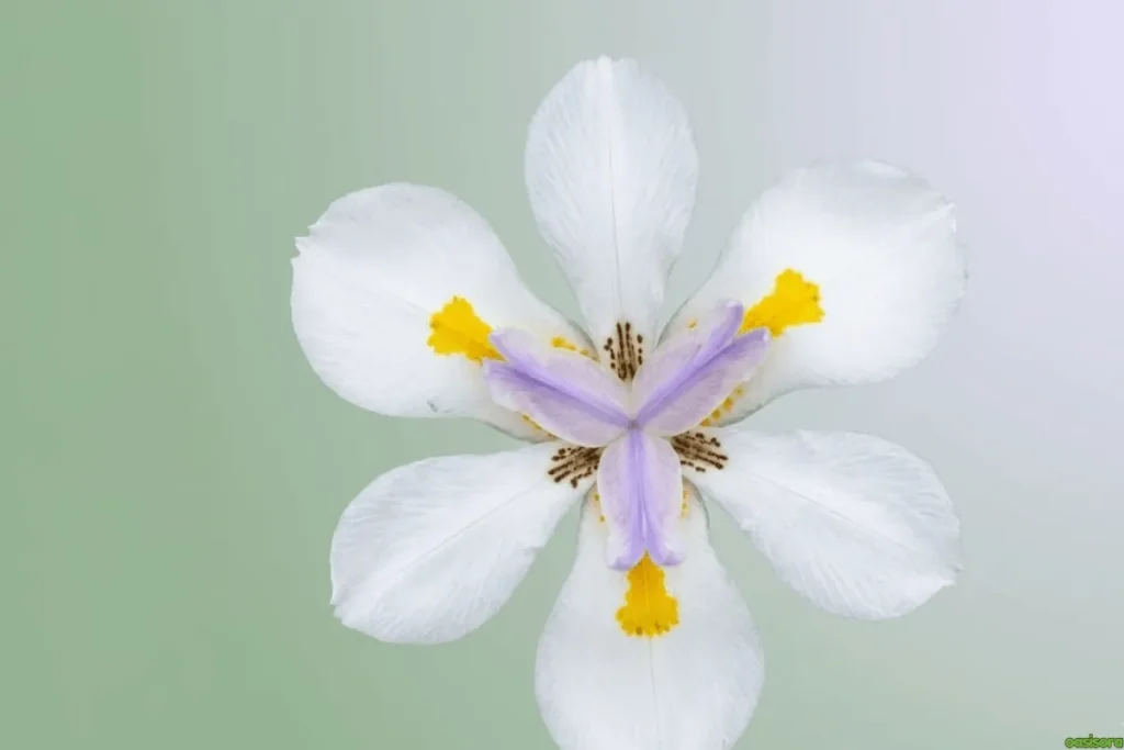 African-Iris