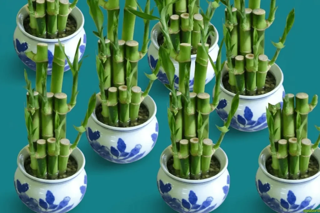 Japanese House Plants: 5 Calm & Minimalist Picks for Homes 10 Bamboo