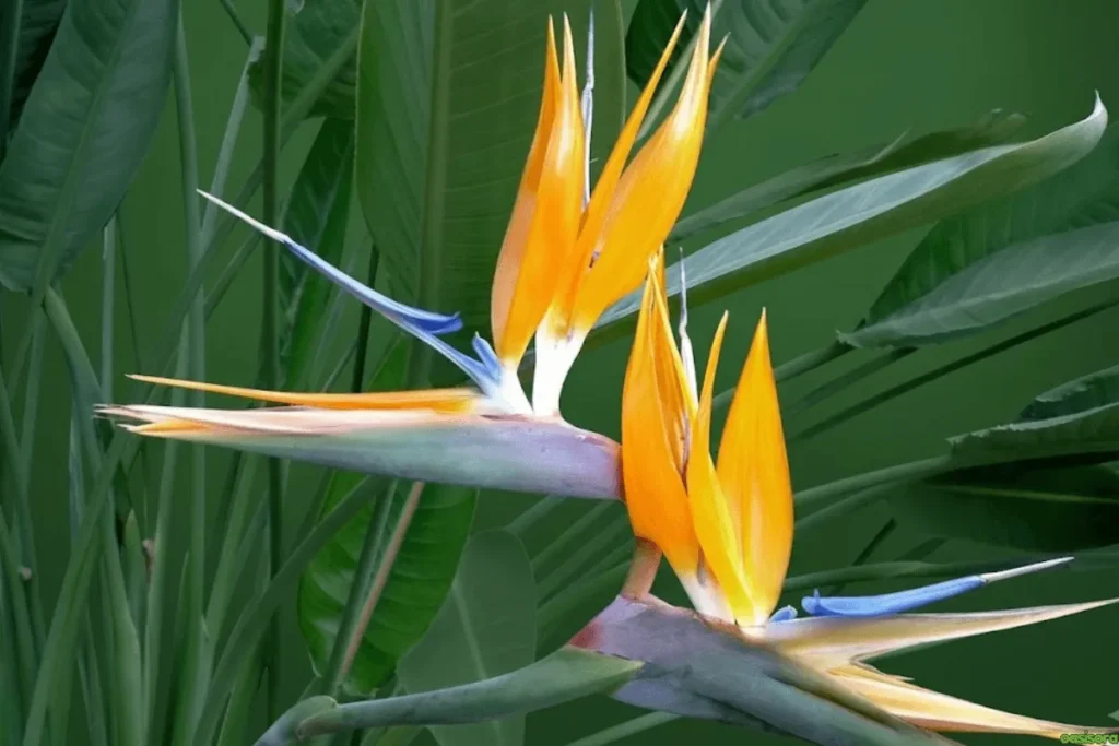 Bird-of-Paradise