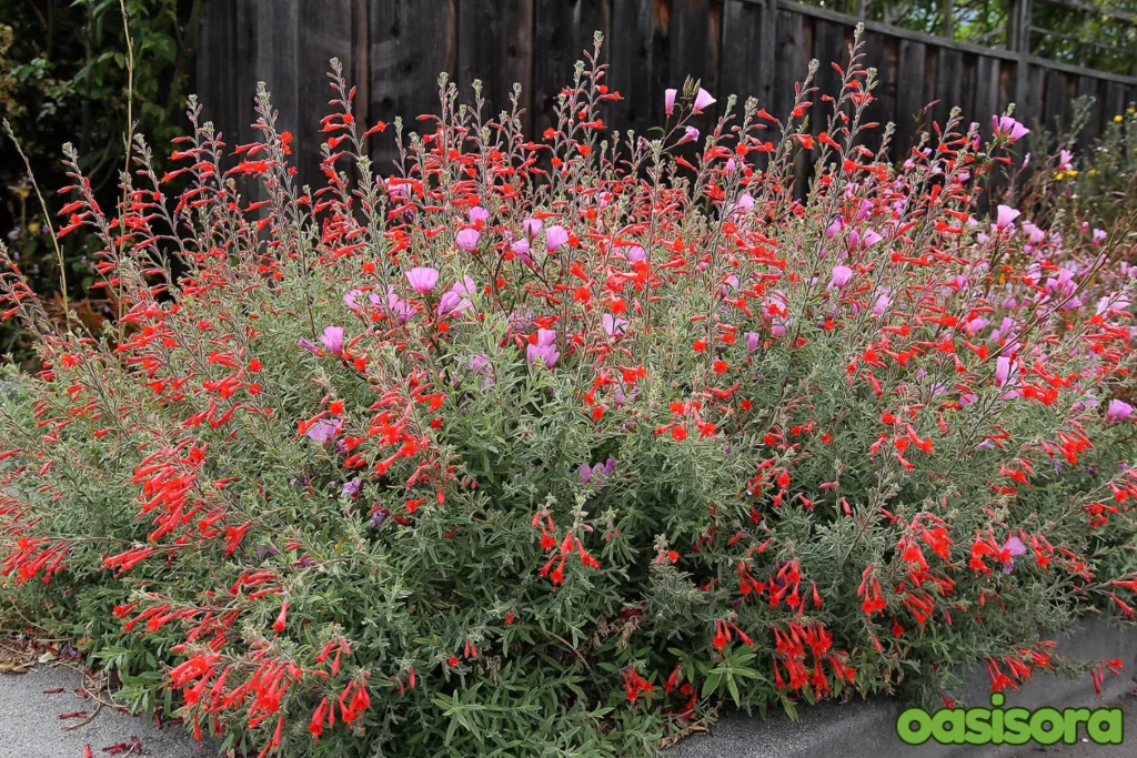 California-Fuchsia