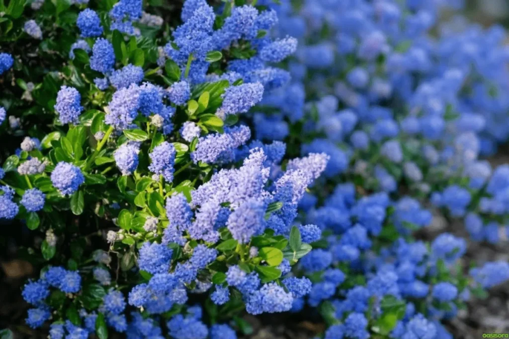 California-Lilac