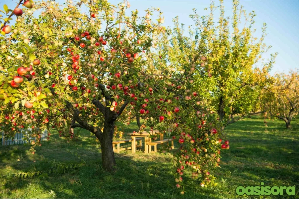 Companion-Planting-with-Fruit-Trees