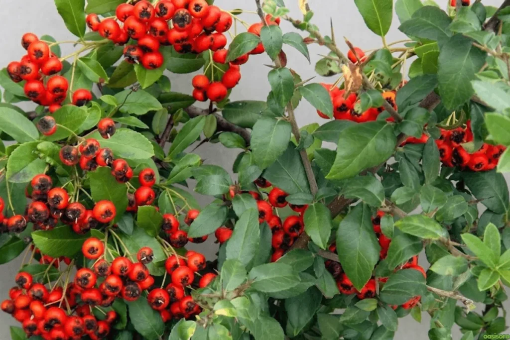 Cotoneaster
