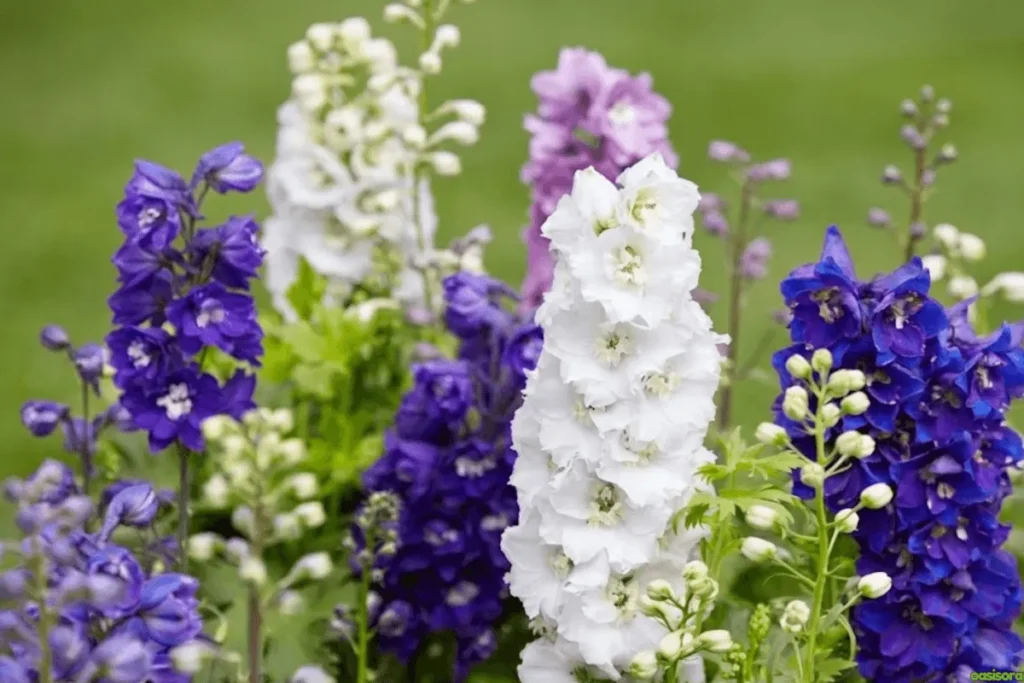 Delphinium