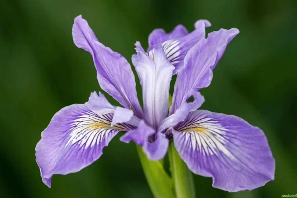 Douglas-Iris