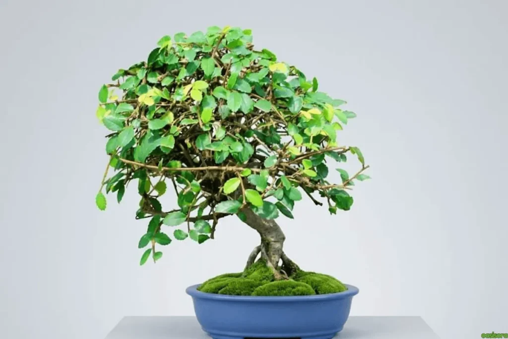 Elm-of-China
