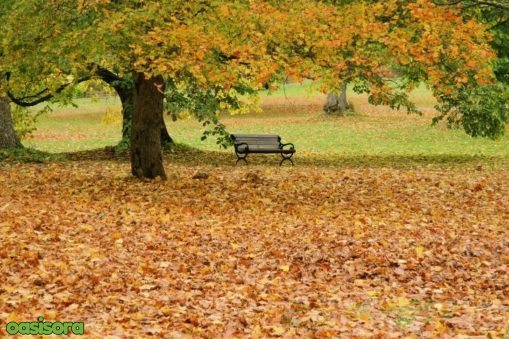Fall-landscaping-maintenance-tips-for-healthy-lawn