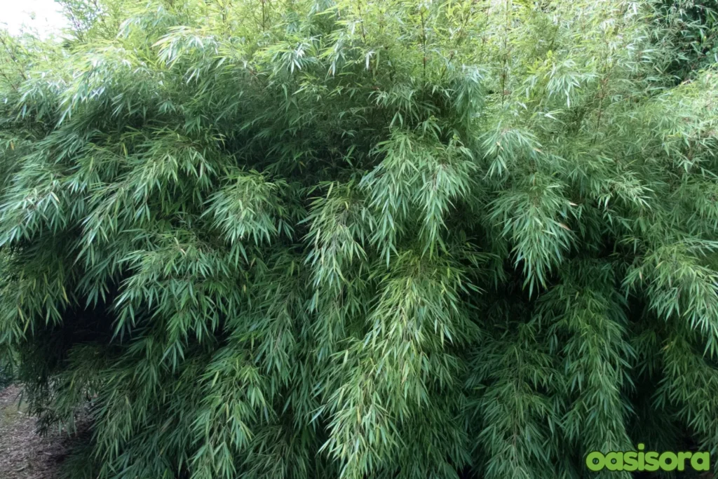 Fargesia-robusta-Umbrella-Bamboo
