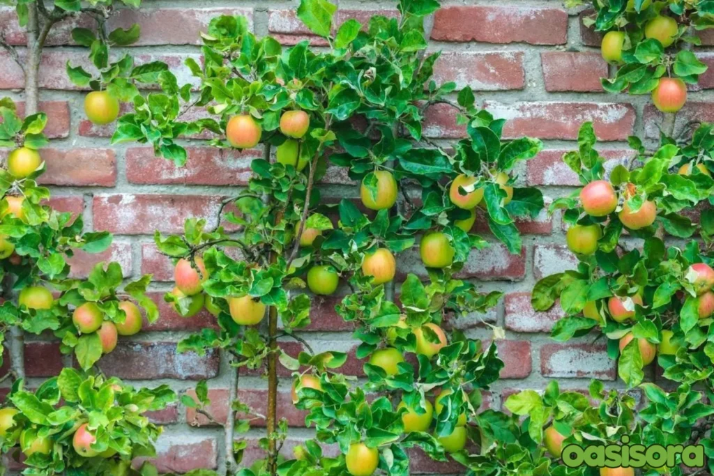 Fruit-Trees-as-Hedges