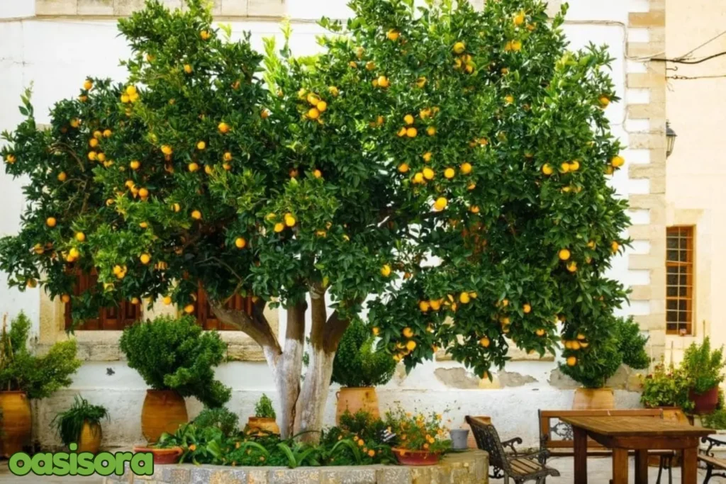 Fruit-Trees-to-Urban-Landscapes