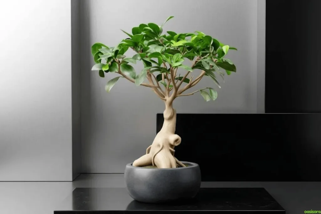 Ginseng-Ficus