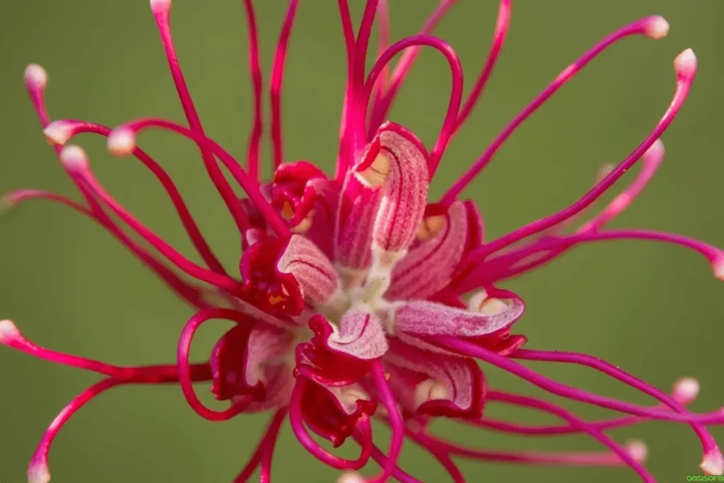 Grevillea