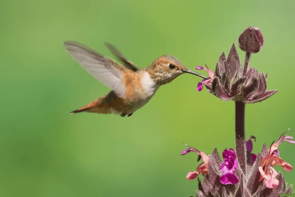 Hummingbird-Sage