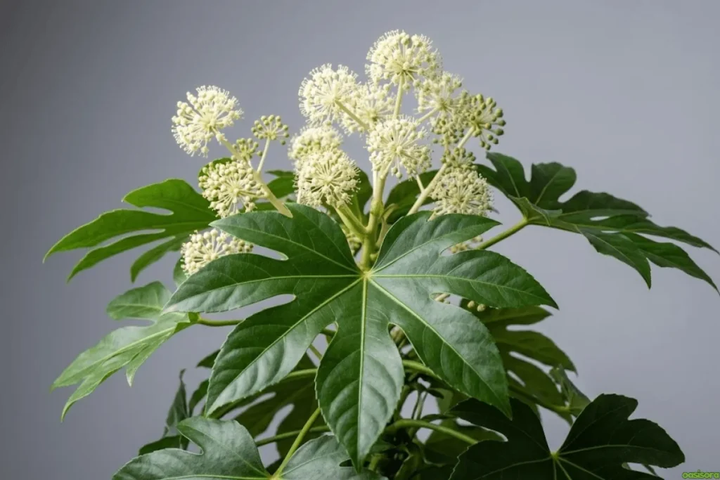 Japanese House Plants: 5 Calm & Minimalist Picks for Homes 7 Japanese-Aralia