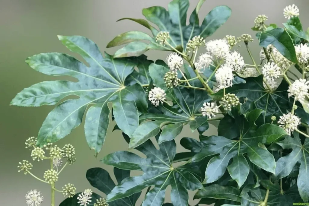 Japanese-Aralia