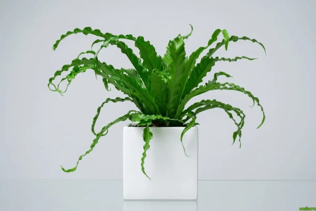 Japanese House Plants: 5 Calm & Minimalist Picks for Homes 9 Japanese-Ferns