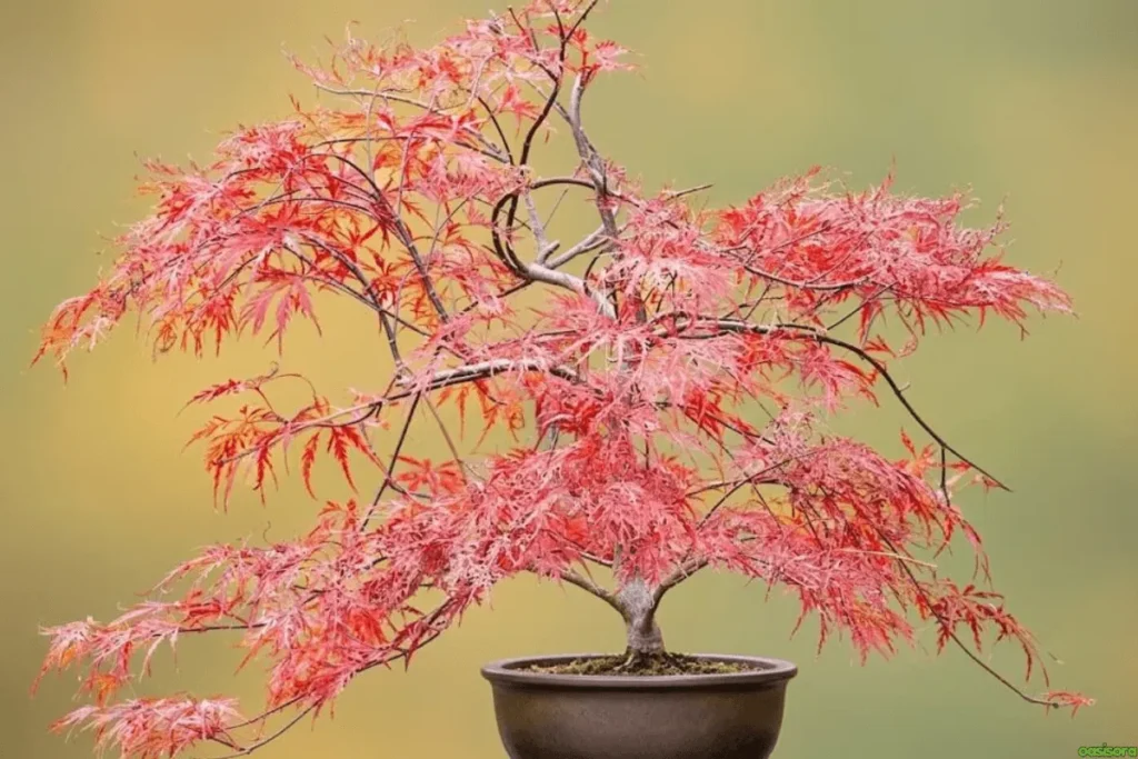 Japanese-Maple