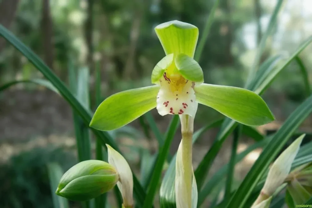 Japanese-Orchid