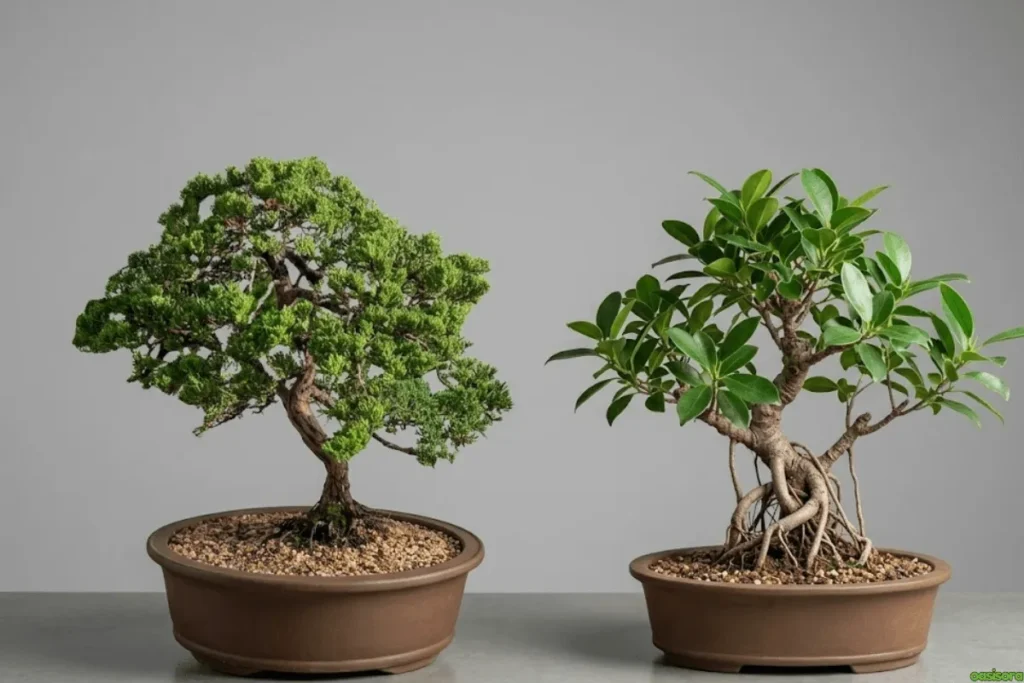 Japanese House Plants: 5 Calm & Minimalist Picks for Homes 4 Juniper-Bonsai
