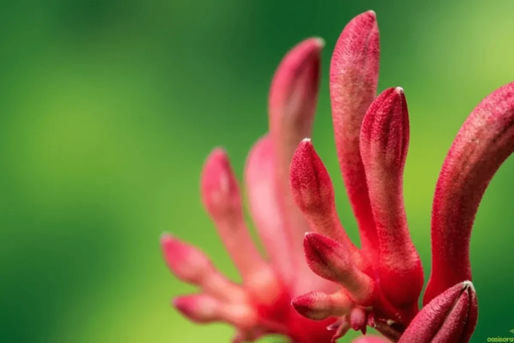 Kangaroo-Paw